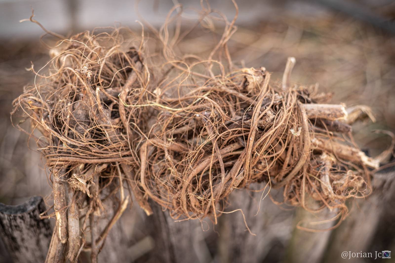 a close-up of collected bark and vines