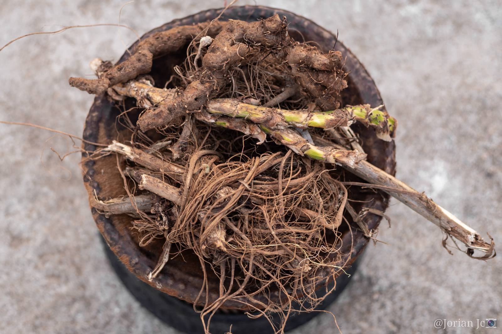 a bowl of roots, twigs, and bark