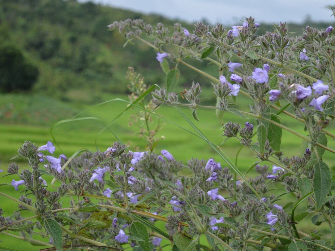 Close-up of the purple flowers of Jakhie