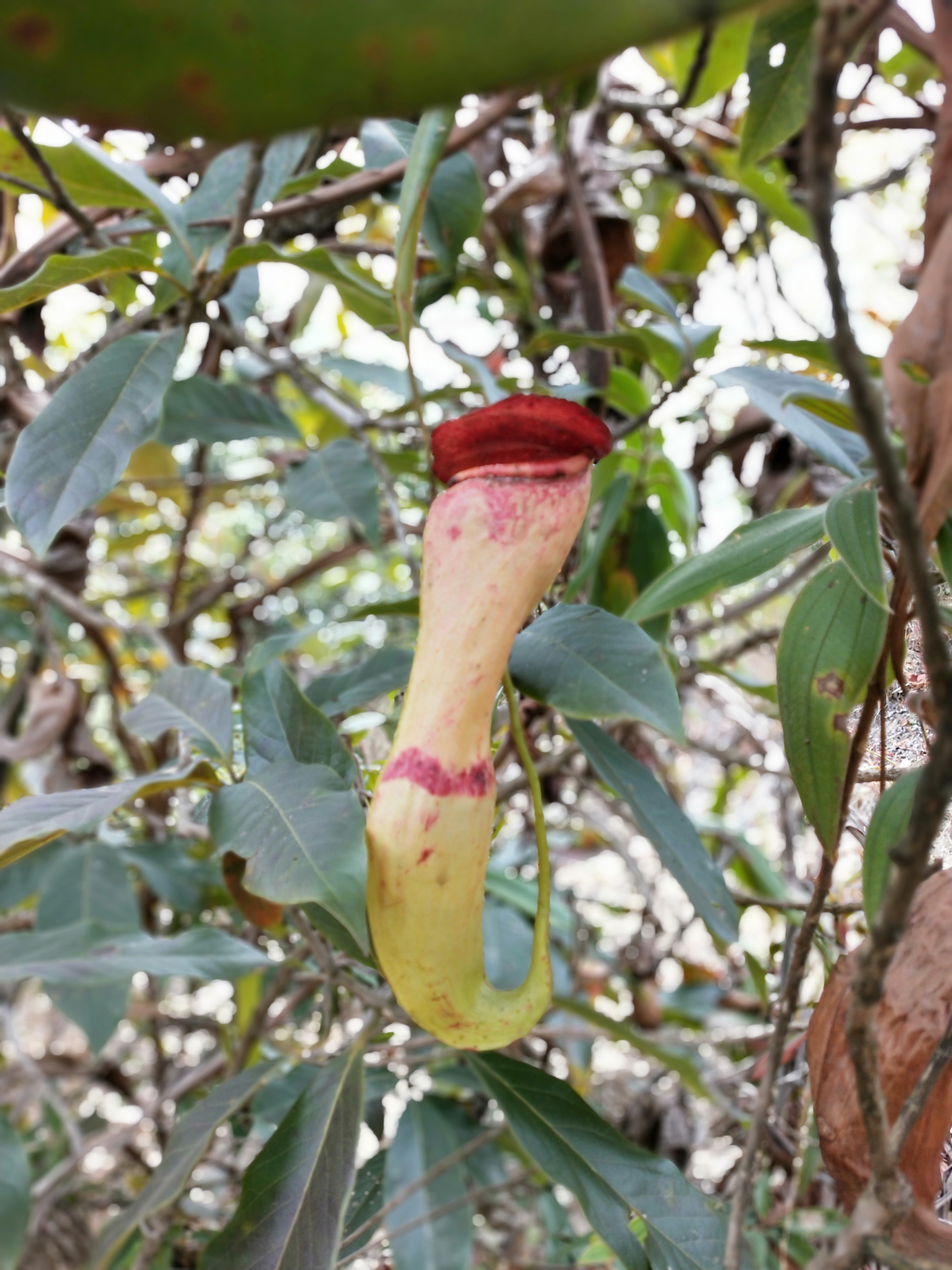 A close-up of a pitcher plant