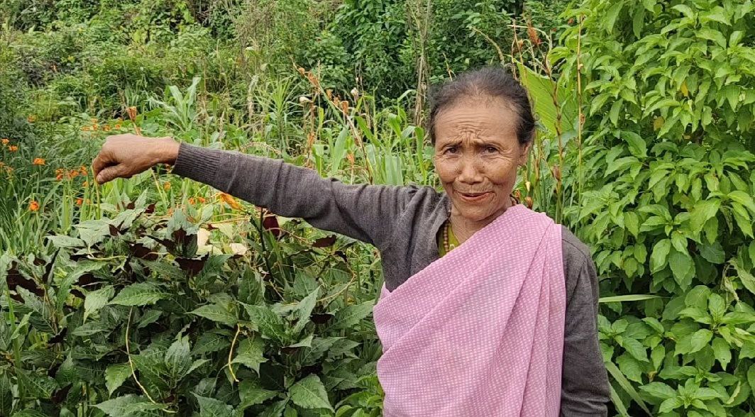 Kong Kladis Paliar a traditional healer dawai khasi – Umdohlun Village