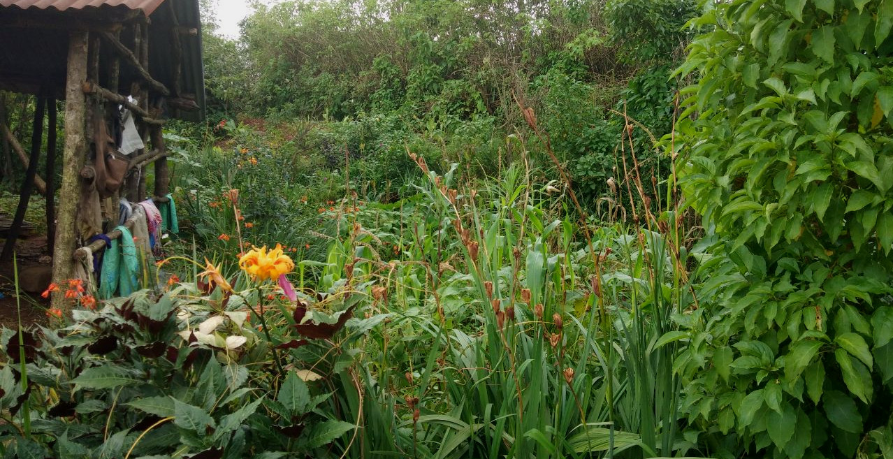 Home garden with some medicinal plants