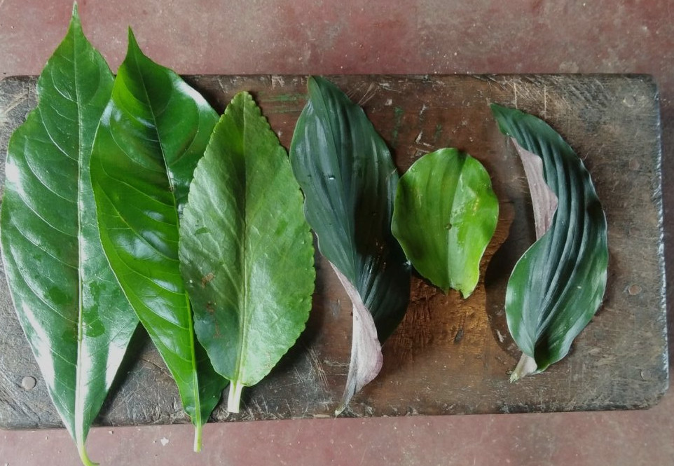 A group of leaves used for traditional medicine