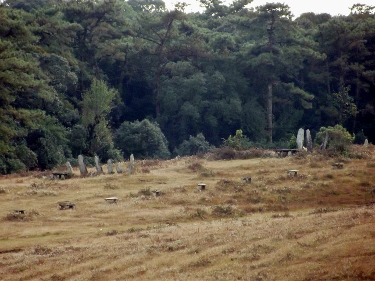 Monoliths and other ancient structures in a field surrounded by forests