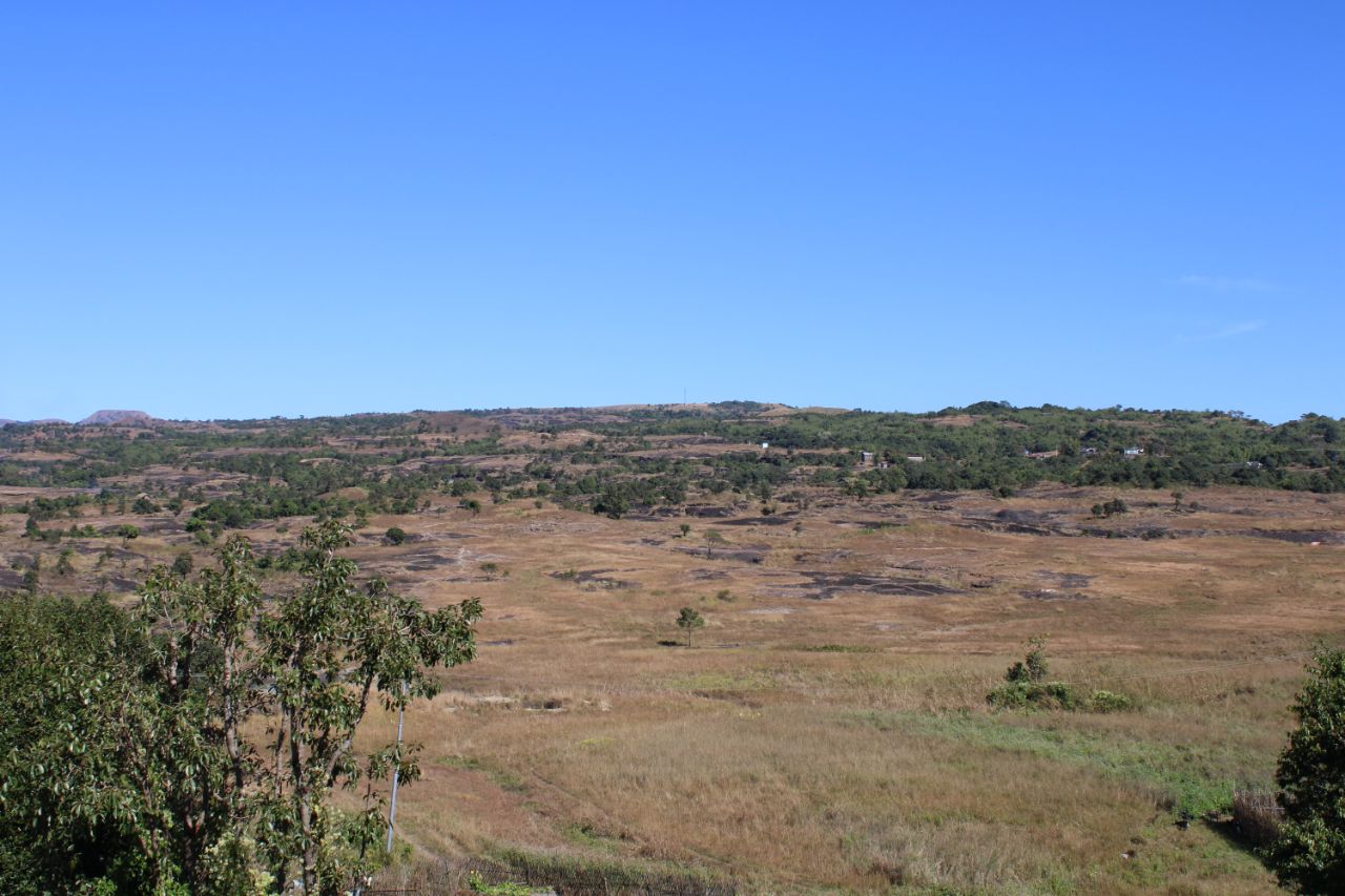 A savannah landscape with grasses and small patches of trees