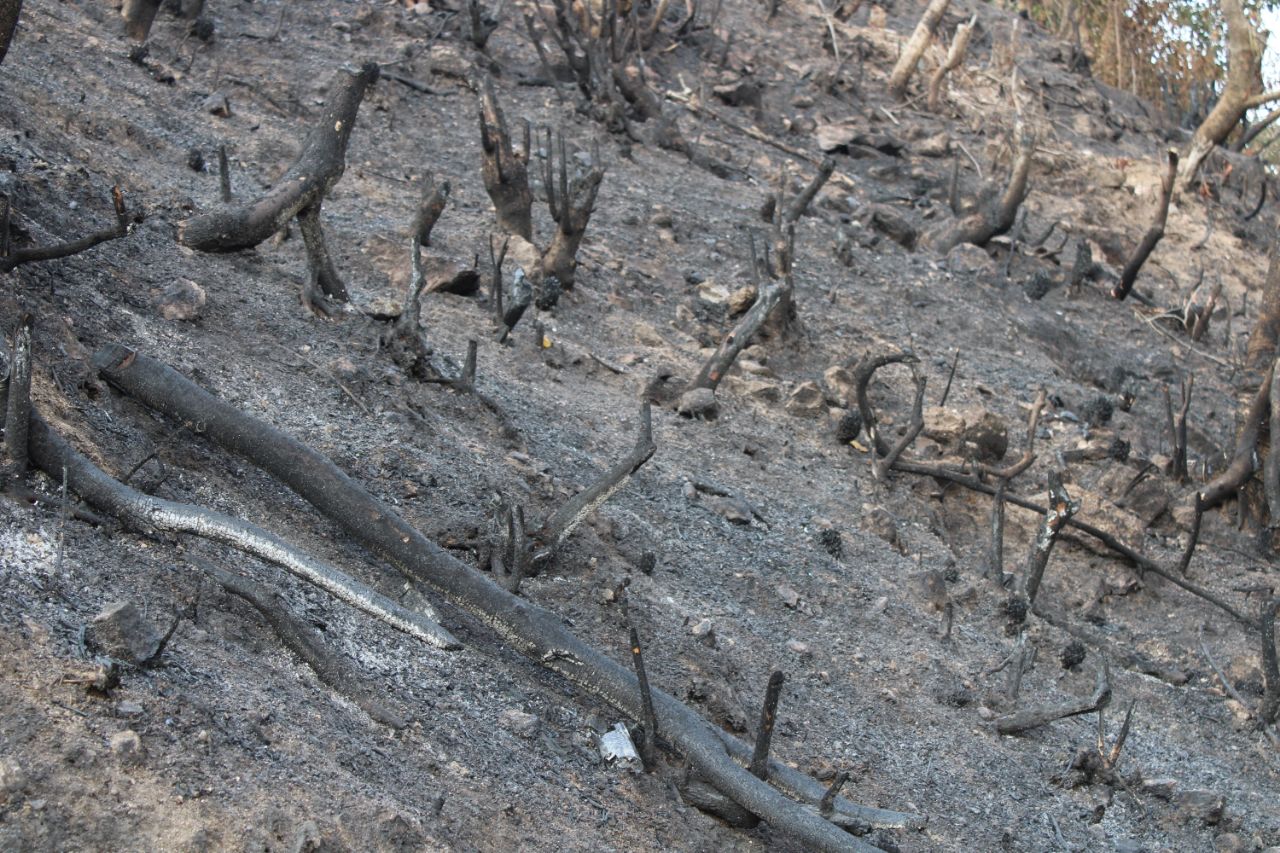 A burnt field with charred stumps and grass